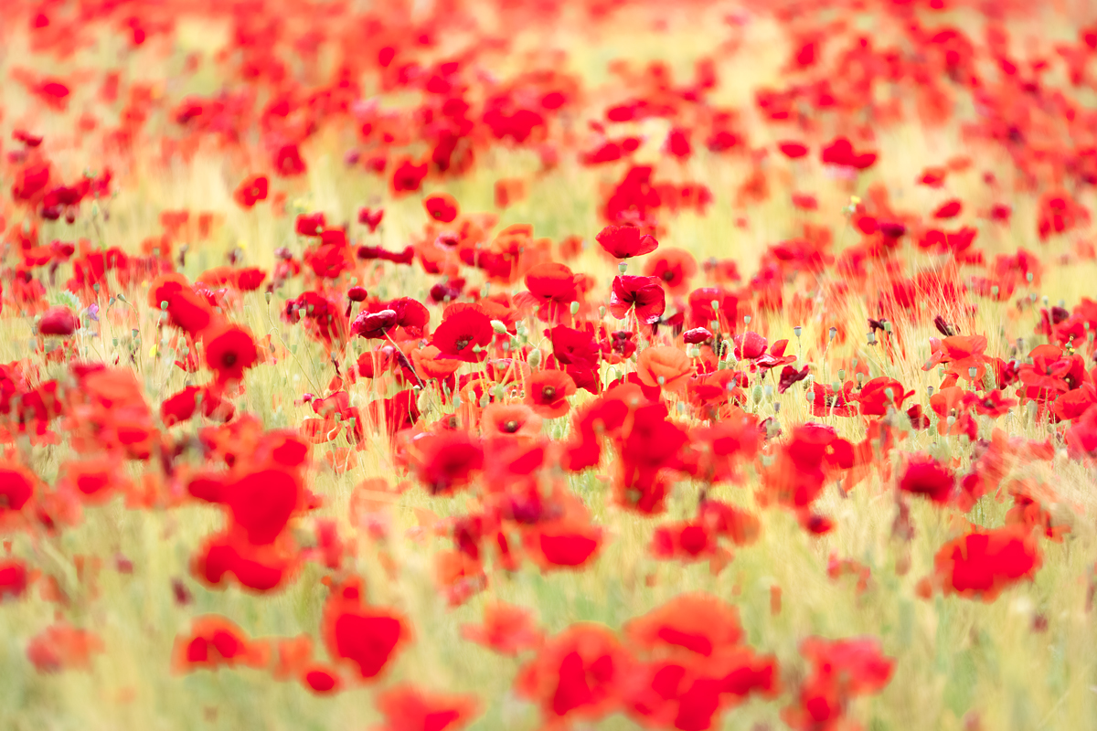 Ines Mondon | Wild Flowers